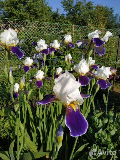 Лилейник, Ирис, Хосты, Бузульник