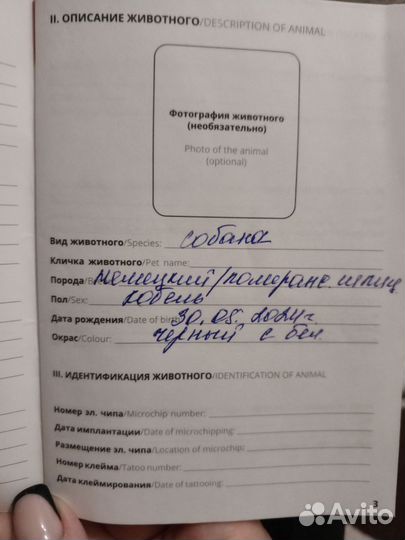 Продам, шпиц мальчик, рождён 31. 05.24