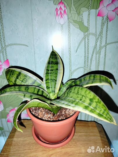 Сансевиерия ханни крем