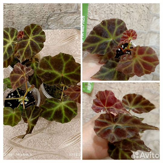 Бегонии природники (кейн, шраб)