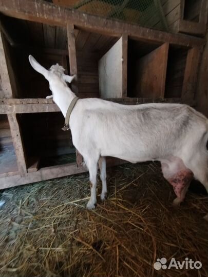 Сельхоз животные