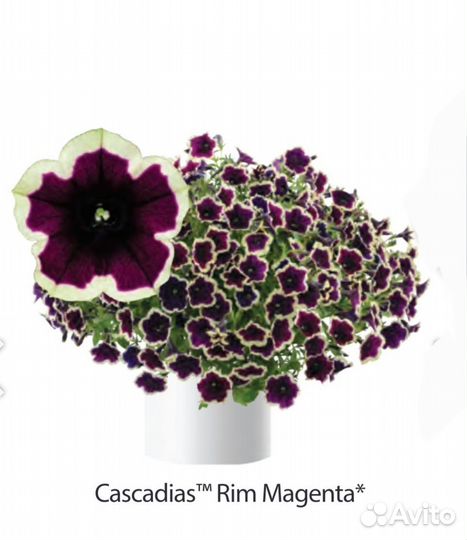 Вегетативные черенки (Европа)