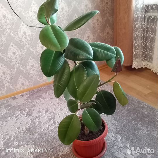 Комнатные цветы