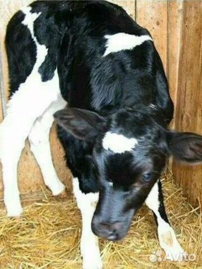 Теленок 1 неделя