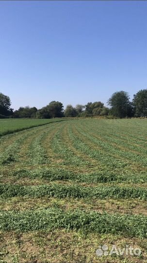 Сено люцерны