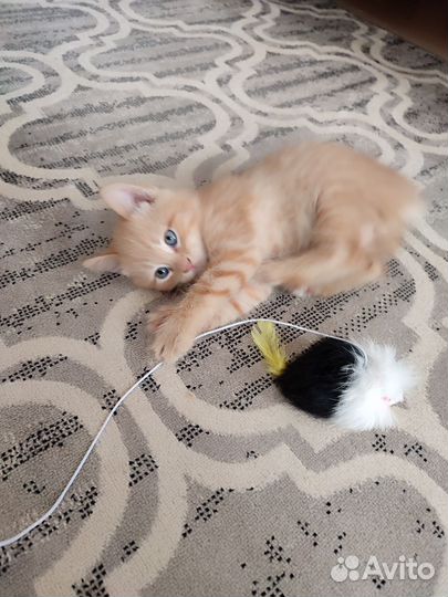 Котёнок мальчик в дар