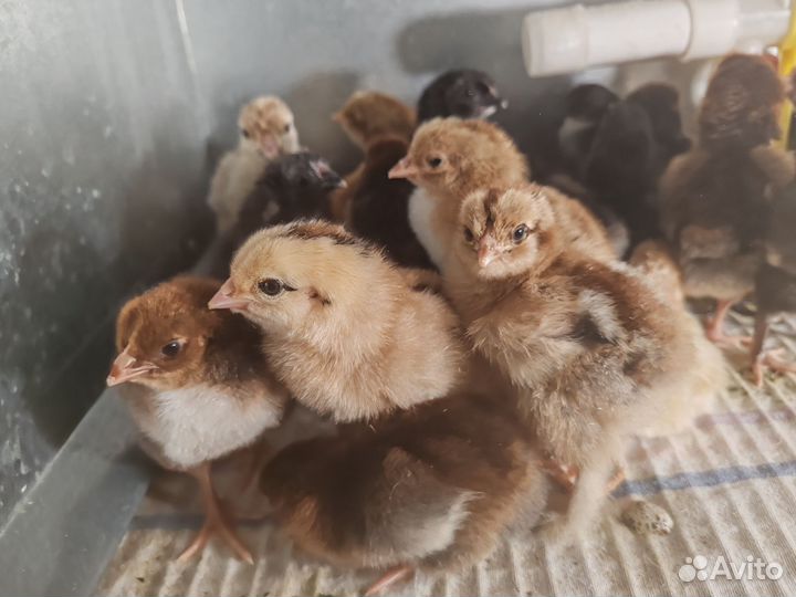 Цыплята кур-несушек мясояичных