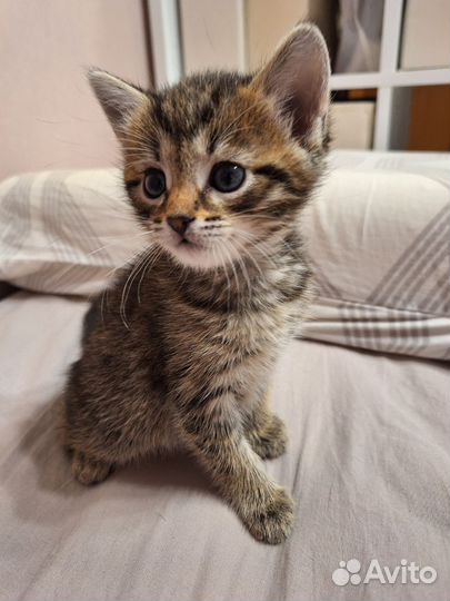 Котята в добрые руки приучены к лотку