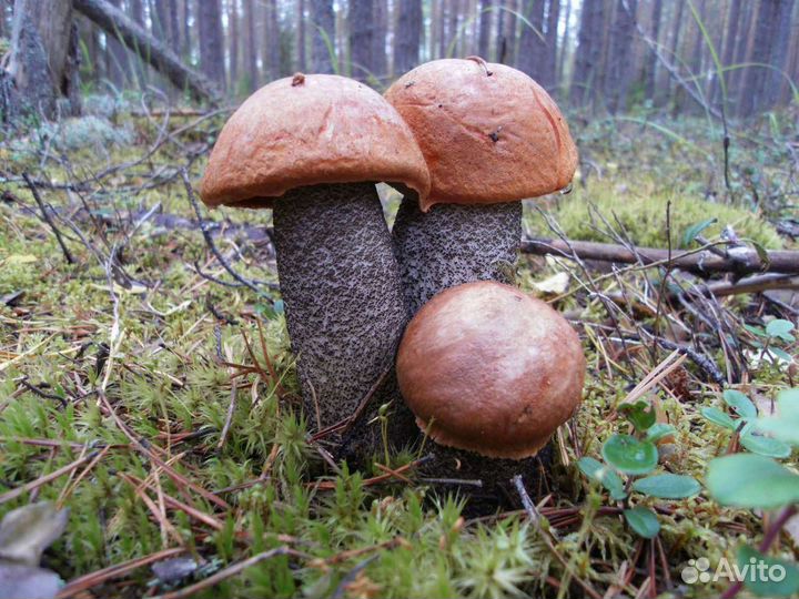 Заготовки Грибы хрен растения