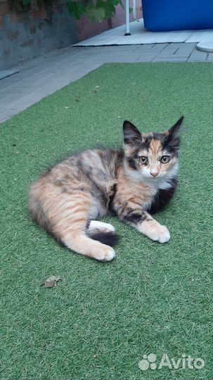 Кошки в добрые руки бесплатно