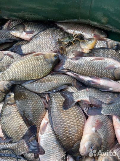 Продажа рыбы
