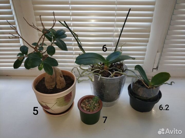 Орхидея Фикус Драцена Горшок