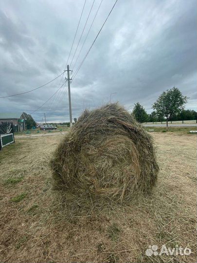 Сено в рулонах 145 размер