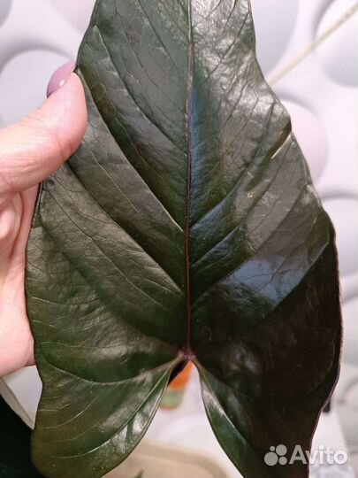 Антуриум Черный дракон(Блек Винер )