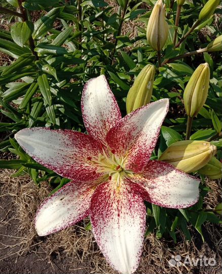 Садовые лилии