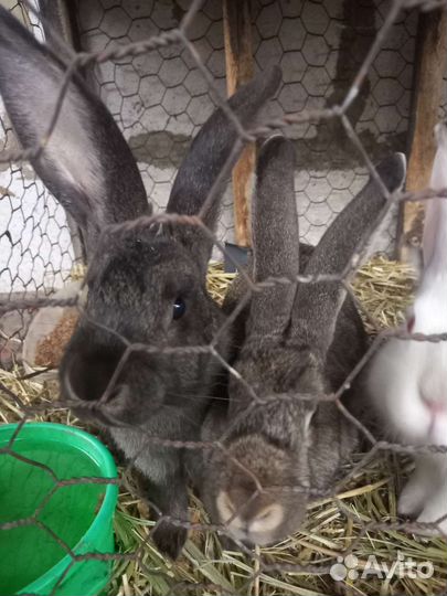 Продам кроликов