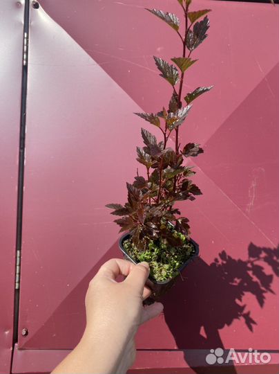 Пузыреплодник Литл Девил