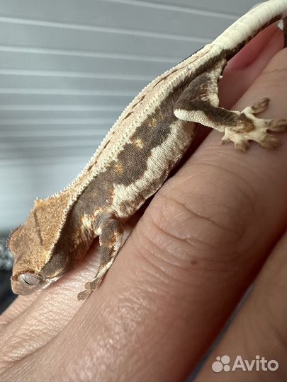 Реснитчатый бананоед Лили Вайт