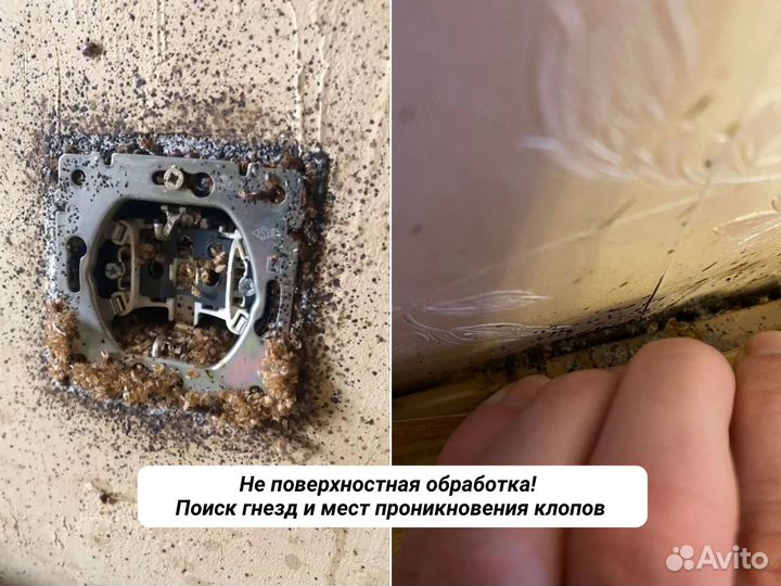 Уничтожение клопов обработка тараканов Дезинфекция