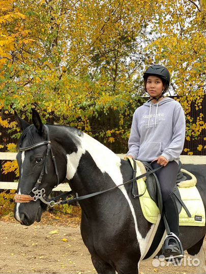 Верховая езда лошади конный спорт аренда