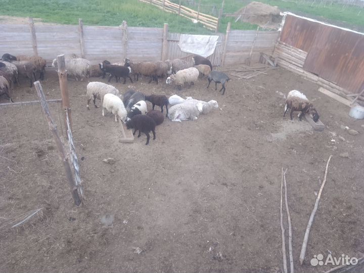 Овцы бараны