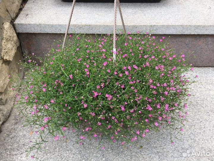 Растения для дома исада