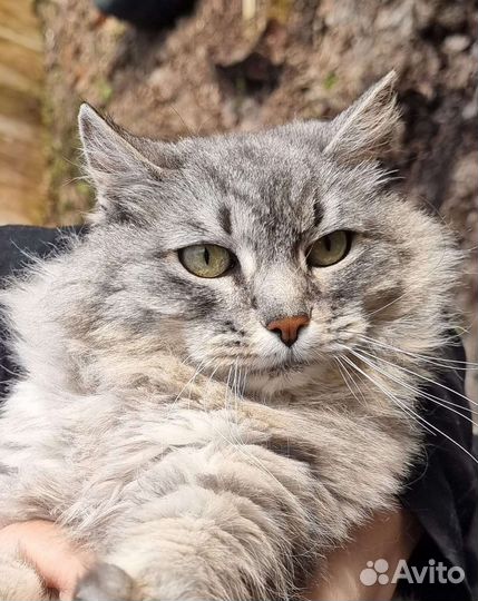 Кошка мышеловка