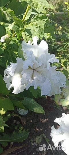 Ирисы. Разные сорта