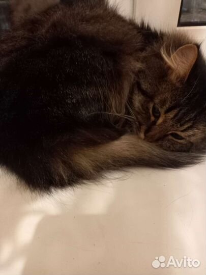 Кот Кузя,в добрые руки