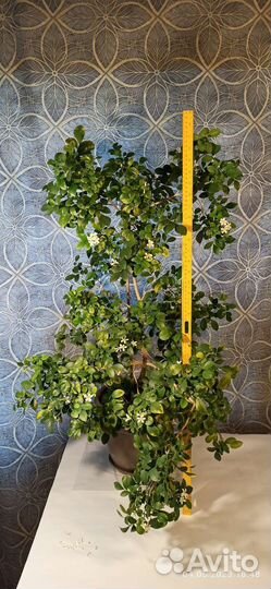 Муррайя метельчатая и карликовая