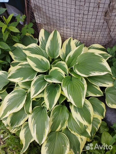 Хоста /лилейник/ традесканция