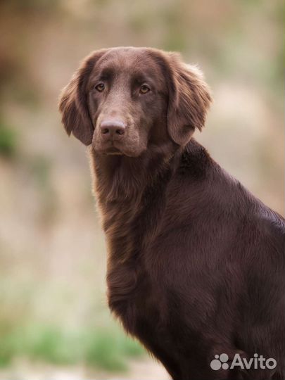 Шоколадные флэты