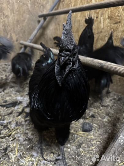 Самые черные Аям цемани, Ayam cemani чистокровные