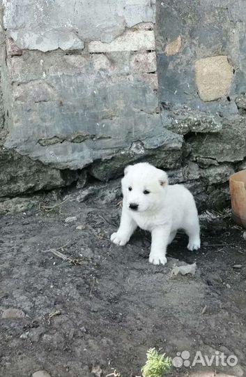 Собака алабай щенки