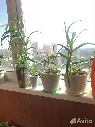 Алоэ лечебный