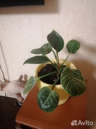 Филодендрон биркин