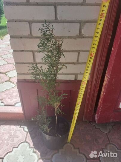 Можжевельник казацкий