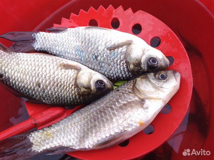 Пескарь Карась Живец