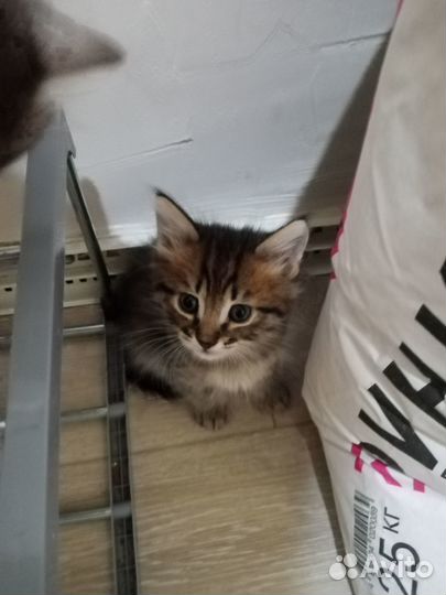 Отдам в добрые руки котята