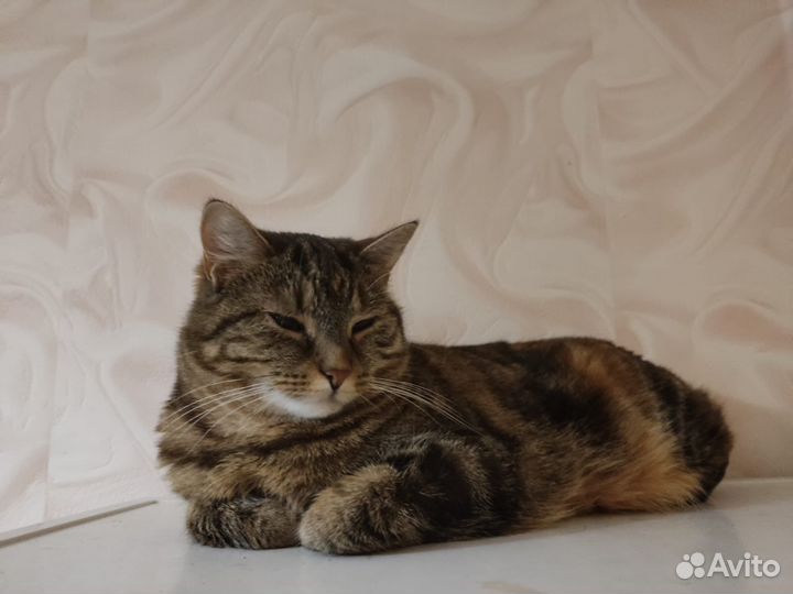 Кот и кошечка ищут дом