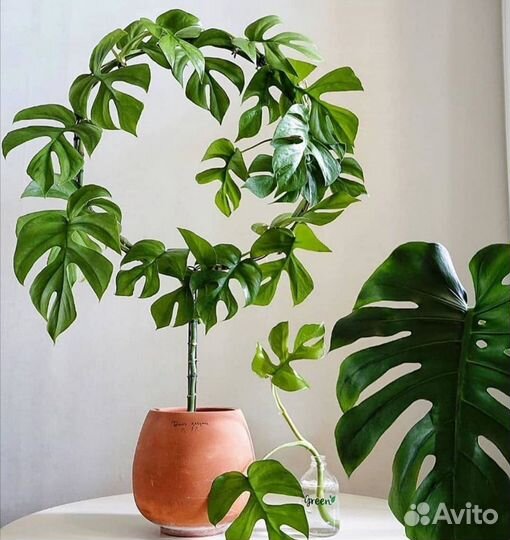 Монстеры, сингониумы, филы