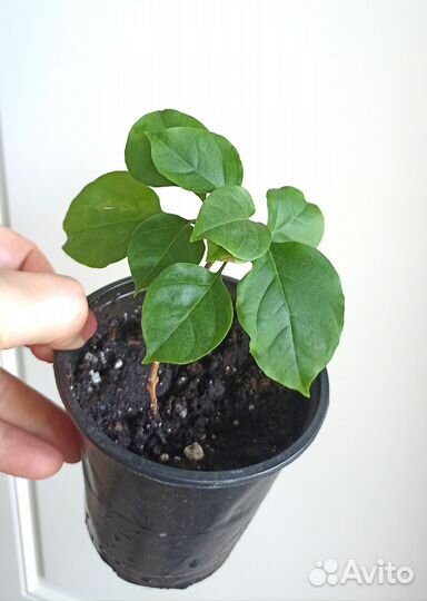 Цветы Комнатные растения