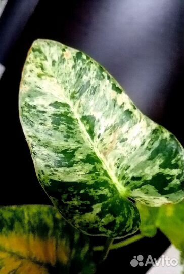 Филодендрон Гигантум Вариегатный Близзард