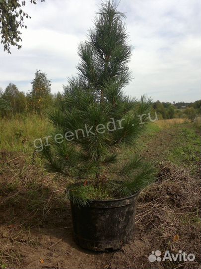 Кедр Сибирский 40-60см Экстра