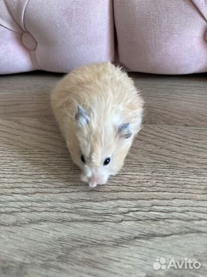 Сирийский хомяк бесплатно