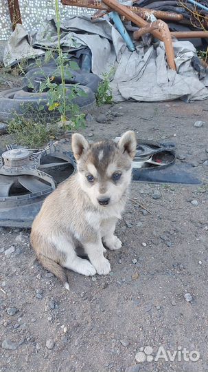 Собака в добрые руки хаски помесь