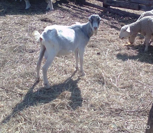 Козел коза ла-манча