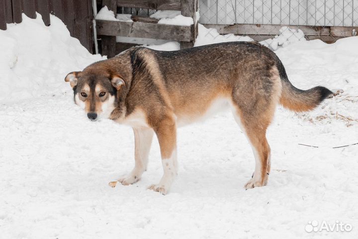 Вита - собака для хороших людей