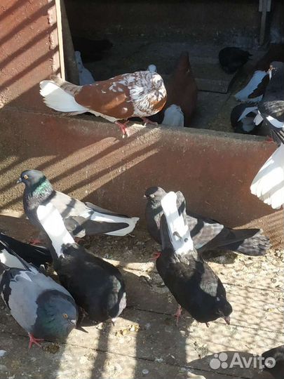 Голуби бабочки