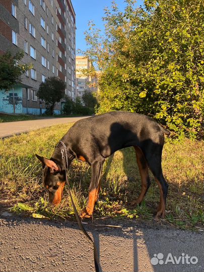 Щенок добермана